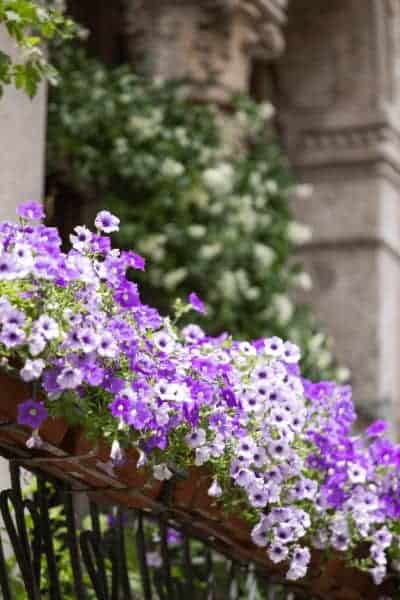 Purple and white flowers are one element of good balcony decoration