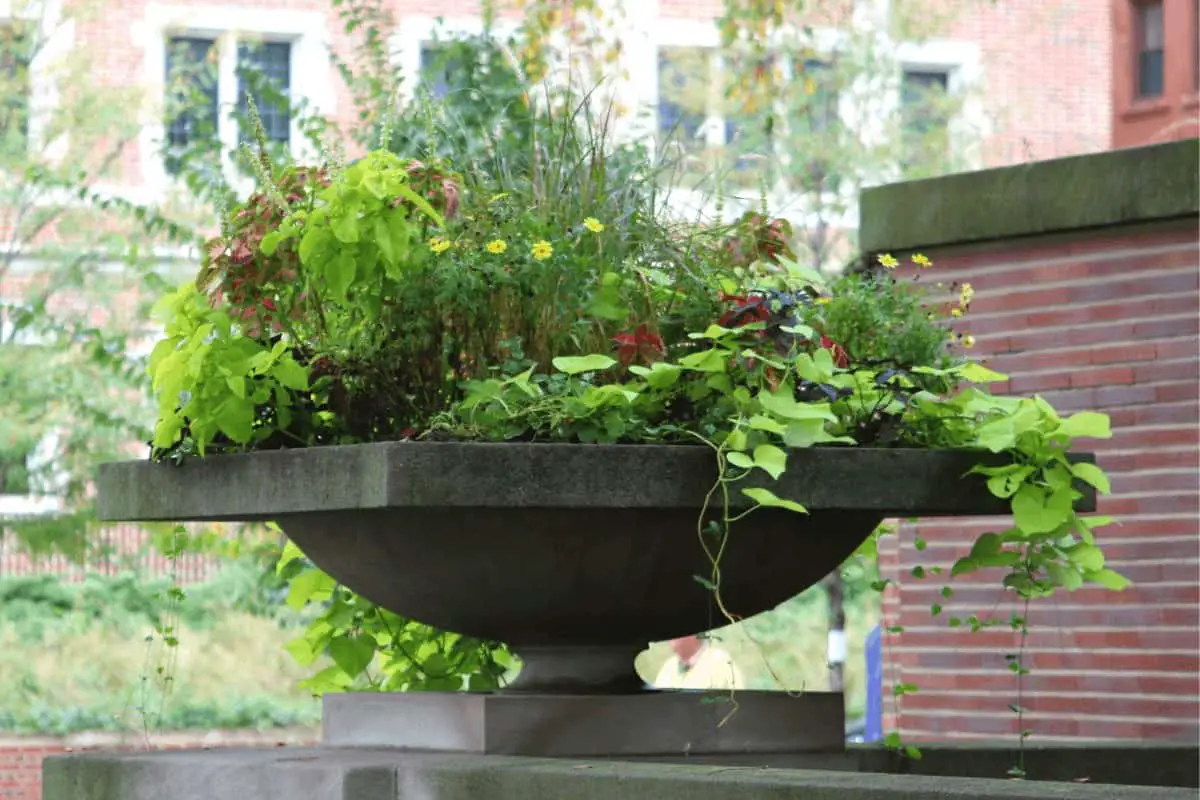 Photo of large Prairie style urn with plants and flowers.