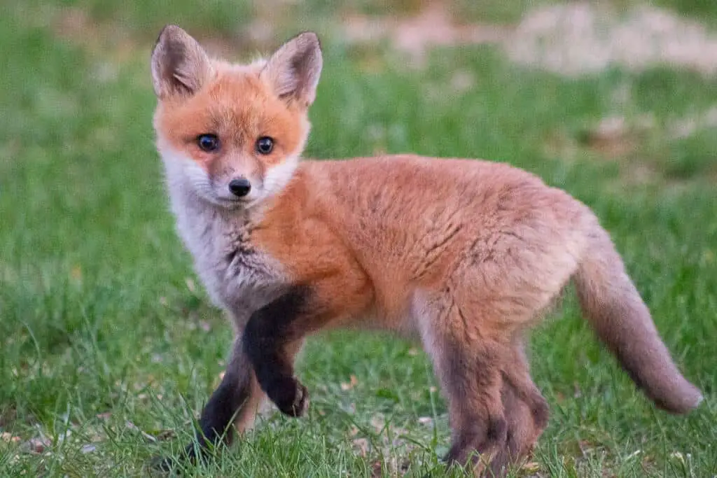 Photo of a fox kit enjoying the country life. 