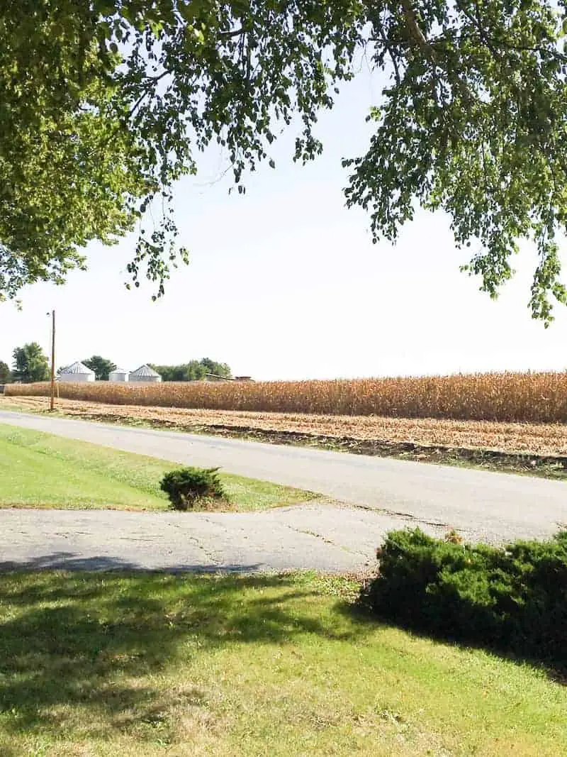 Photo of a cornfield that is a part of country life.