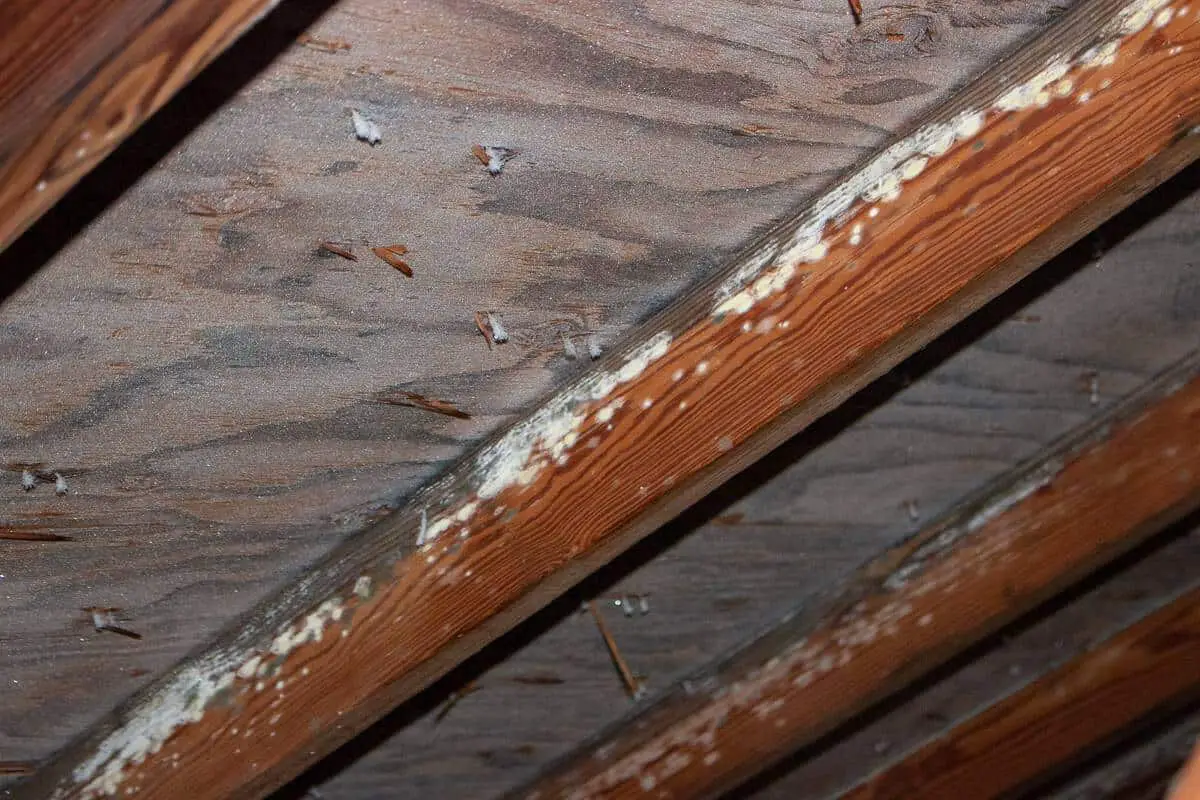 Photo of frost on the underside of a roof that needs a better roof ridge vent. 